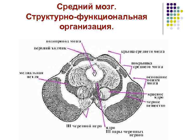 Средний мозг. Структурно-функциональная организация. 