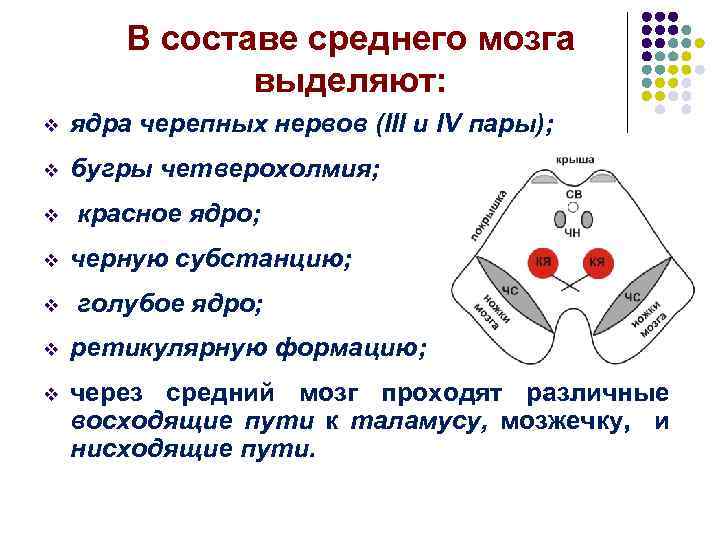 В составе среднего мозга выделяют: v ядра черепных нервов (III и IV пары); v