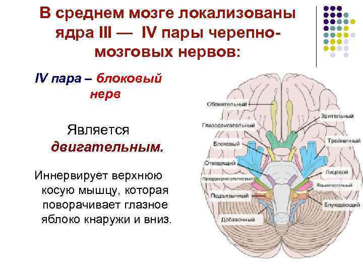 В среднем мозге локализованы ядра III — IV пары черепномозговых нервов: IV пара –