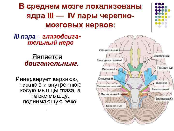 В среднем мозге локализованы ядра III — IV пары черепномозговых нервов: III пара –
