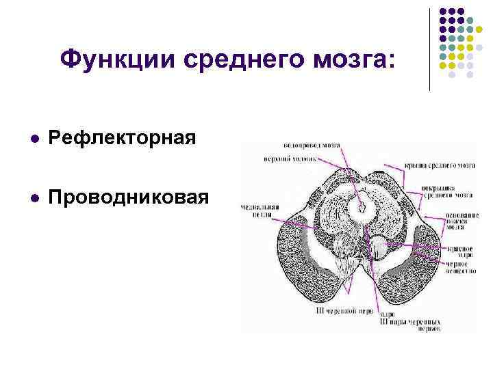 Функции среднего мозга: l Рефлекторная l Проводниковая 