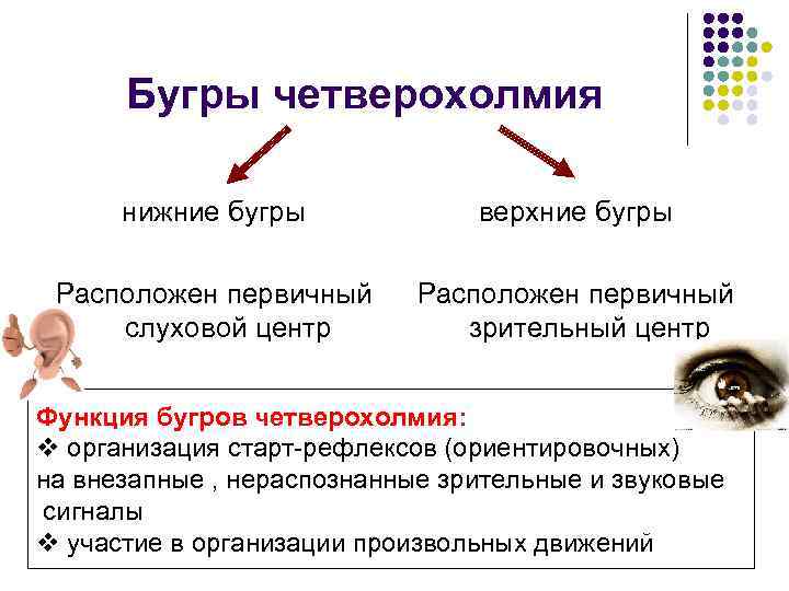 Бугры четверохолмия нижние бугры верхние бугры Расположен первичный слуховой центр Расположен первичный зрительный центр