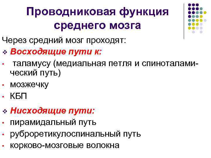Проводниковая функция среднего мозга Через средний мозг проходят: v Восходящие пути к: • таламусу