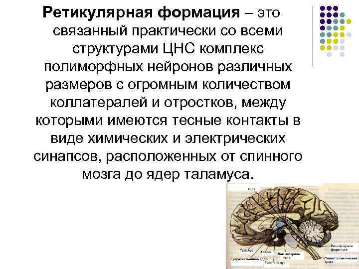 Ретикулярная формация – это связанный практически со всеми структурами ЦНС комплекс полиморфных нейронов различных