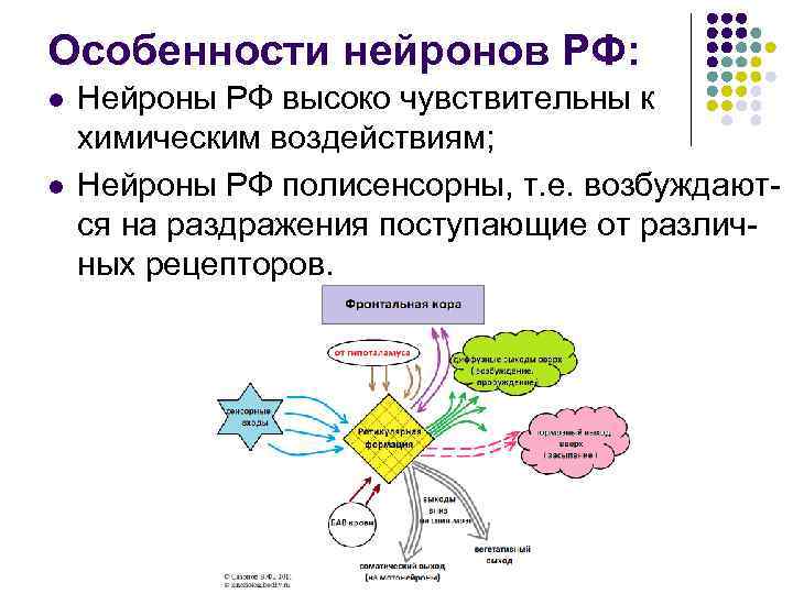 Особенности нейронов РФ: l l Нейроны РФ высоко чувствительны к химическим воздействиям; Нейроны РФ