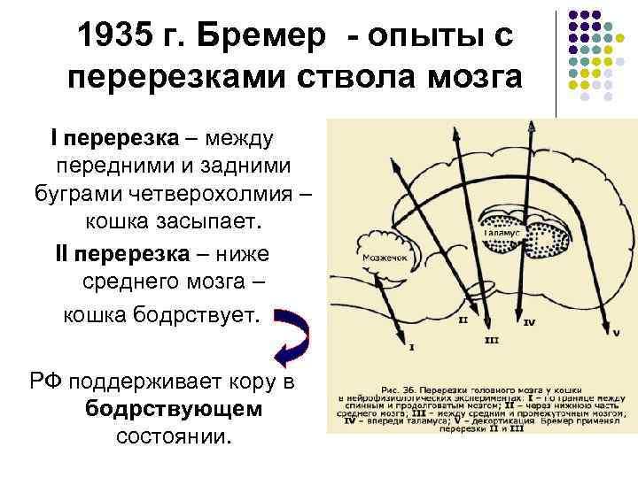 1935 г. Бремер - опыты с перерезками ствола мозга I перерезка – между передними