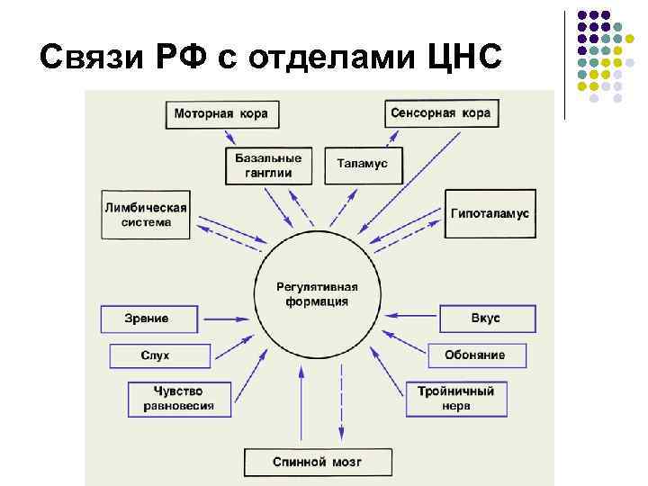 Связи РФ с отделами ЦНС 