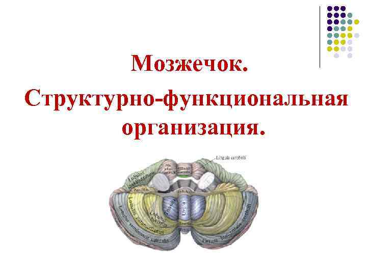 Мозжечок. Структурно-функциональная организация. 