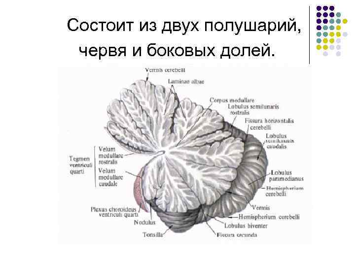 Состоит из двух полушарий, червя и боковых долей. 