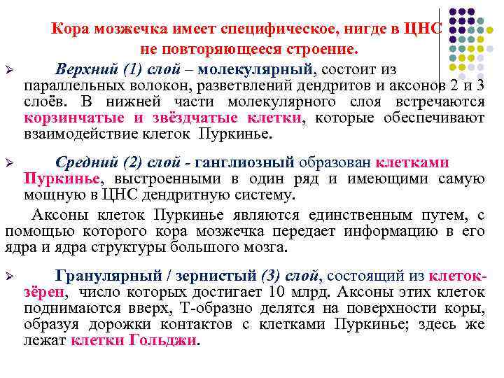 Ø Кора мозжечка имеет специфическое, нигде в ЦНС не повторяющееся строение. Верхний (1) слой