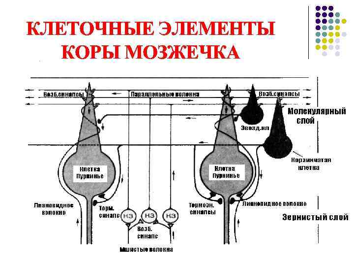 КЛЕТОЧНЫЕ ЭЛЕМЕНТЫ КОРЫ МОЗЖЕЧКА 