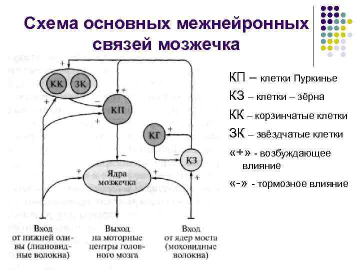 Схема основных межнейронных связей мозжечка КП – клетки Пуркинье КЗ – клетки – зёрна