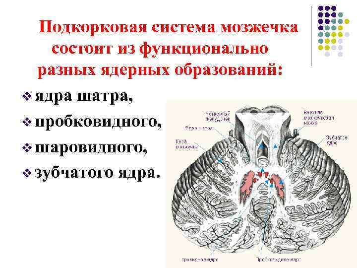Подкорковая система мозжечка состоит из функционально разных ядерных образований: v ядра шатра, v пробковидного,