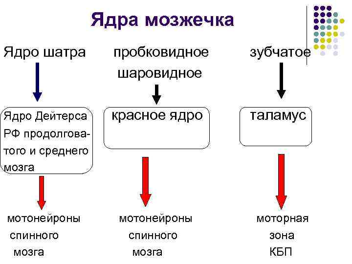 Ядра мозжечка Ядро шатра пробковидное шаровидное зубчатое Ядро Дейтерса красное ядро РФ продолговатого и