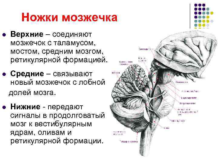Ножки мозжечка l Верхние – соединяют мозжечок с таламусом, мостом, средним мозгом, ретикулярной формацией.