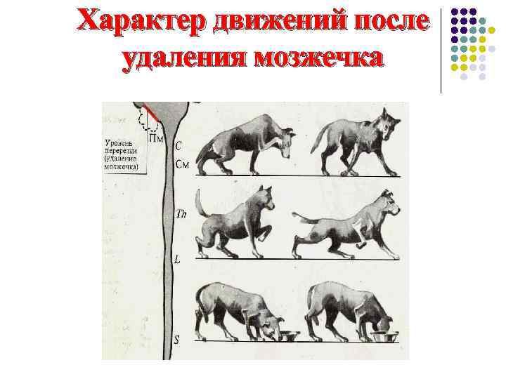 Характер движений после удаления мозжечка 