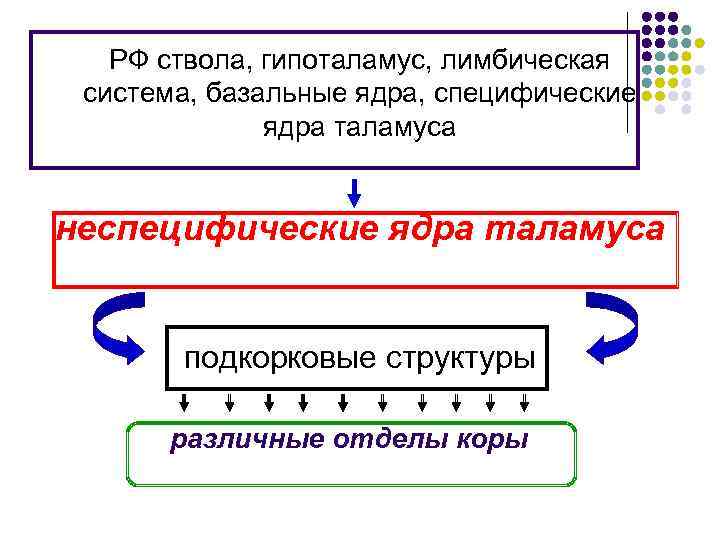 РФ ствола, гипоталамус, лимбическая система, базальные ядра, специфические ядра таламуса неспецифические ядра таламуса подкорковые