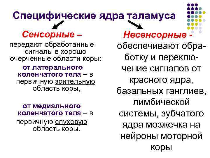Специфические ядра таламуса Сенсорные – передают обработанные сигналы в хорошо очерченные области коры: от