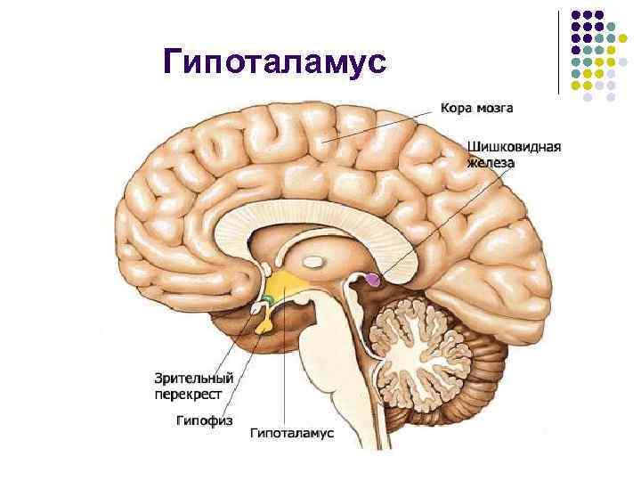 Гипоталамус 