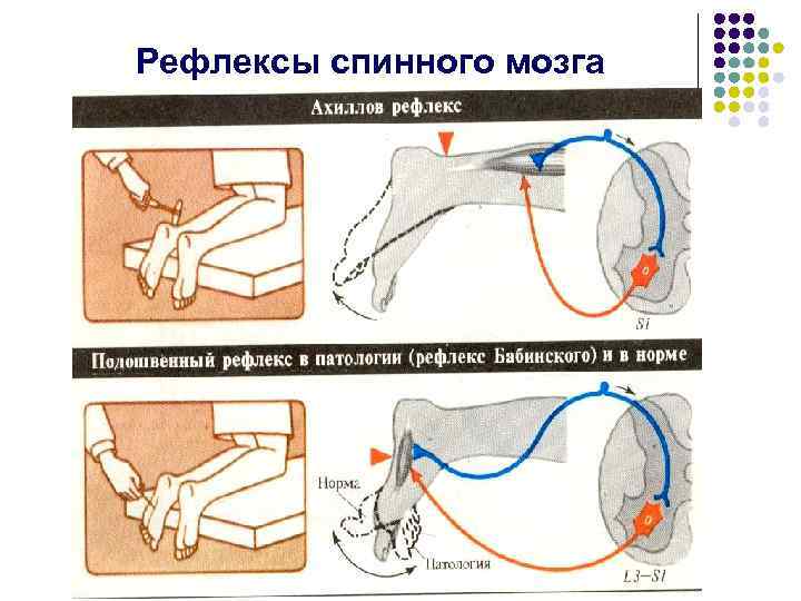 Рефлексы спинного мозга 