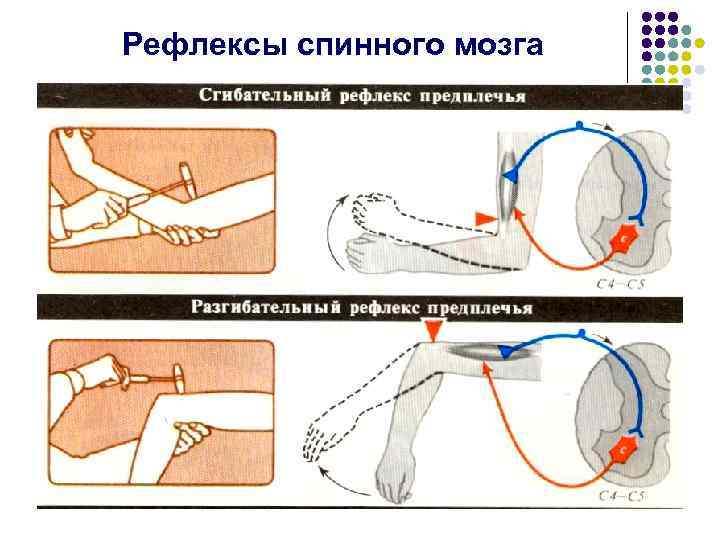 Рефлексы спинного мозга 