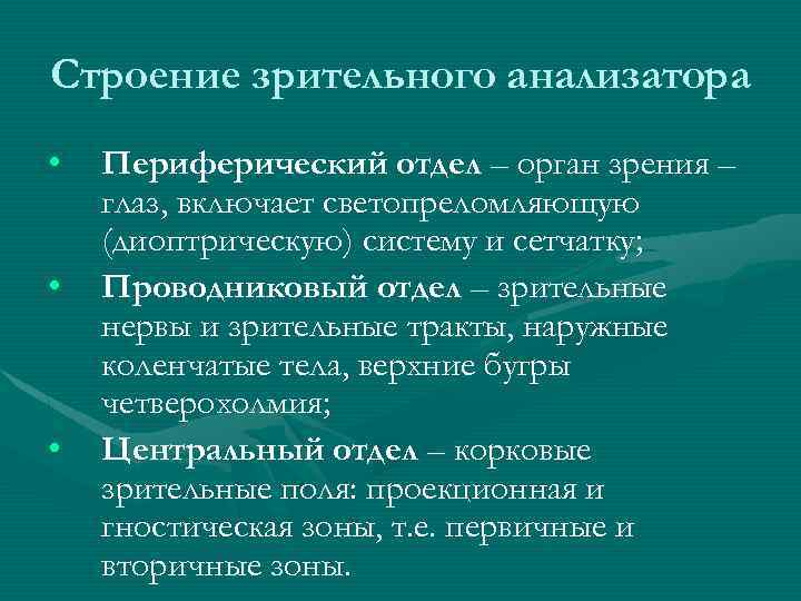 Строение зрительного анализатора • • • Периферический отдел – орган зрения – глаз, включает