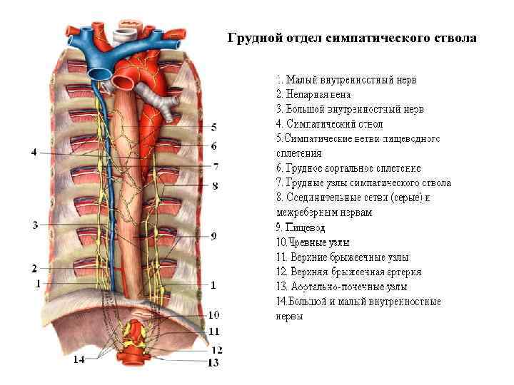 Грудной отдел симпатического ствола 