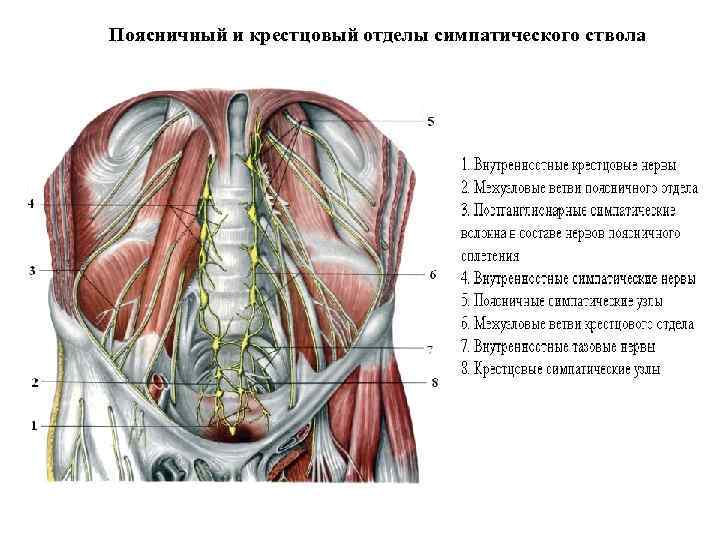 Поясничный и крестцовый отделы симпатического ствола 