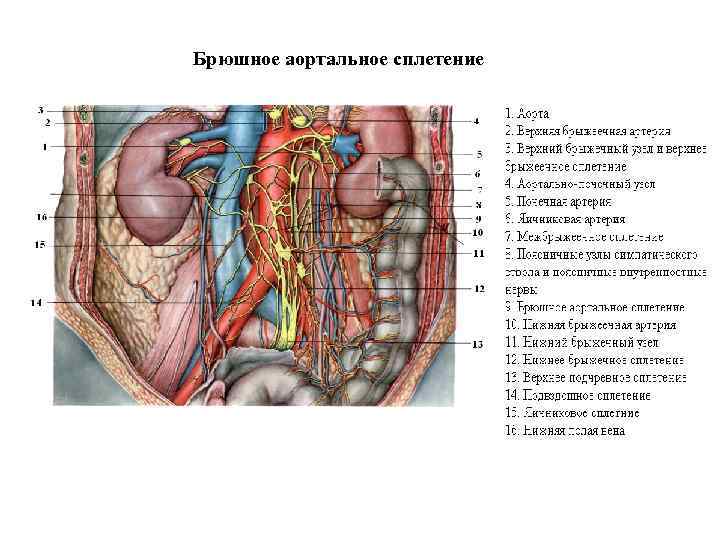 Брюшное аортальное сплетение 