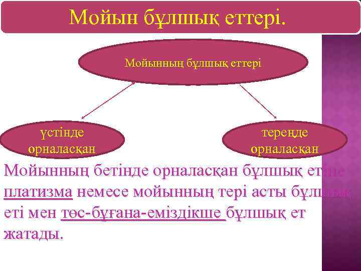  Мойын бұлшық еттері. Мойынның бұлшық еттері үстінде орналасқан тереңде орналасқан Мойынның бетінде орналасқан