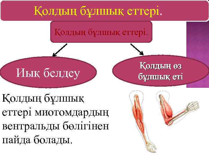  Қолдың бұлшық еттері. Иық белдеу Қолдың бұлшық еттері миотомдардың вентральды бөлігінен пайда болады.