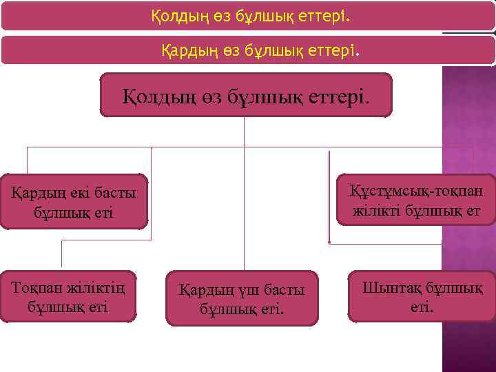 Қолдың өз бұлшық еттері. Қардың өз бұлшық еттері. Қолдың өз бұлшық еттері. Құстұмсық-тоқпан жілікті