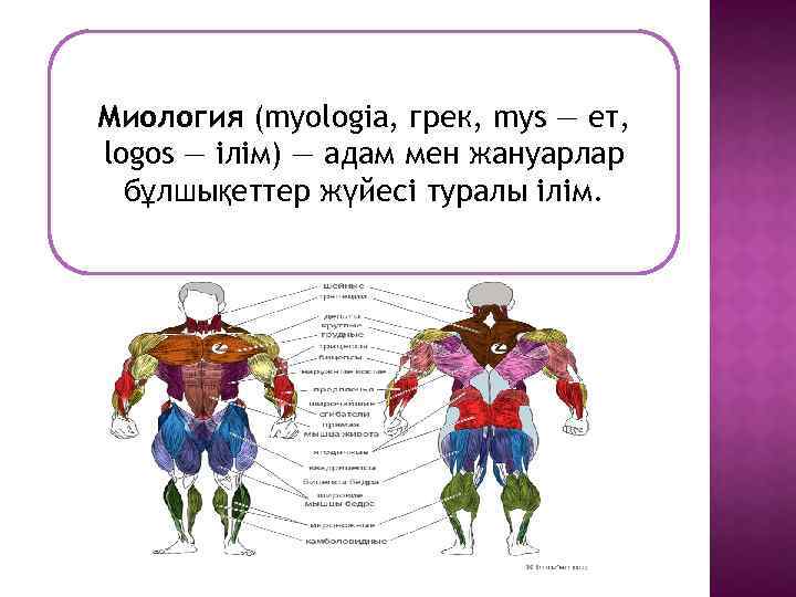 Миология (myologia, грек, mys — ет, logos — ілім) — адам мен жануарлар бұлшықеттер