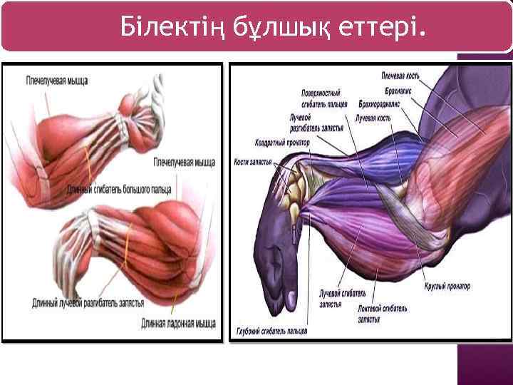 Білектің бұлшық еттері. 