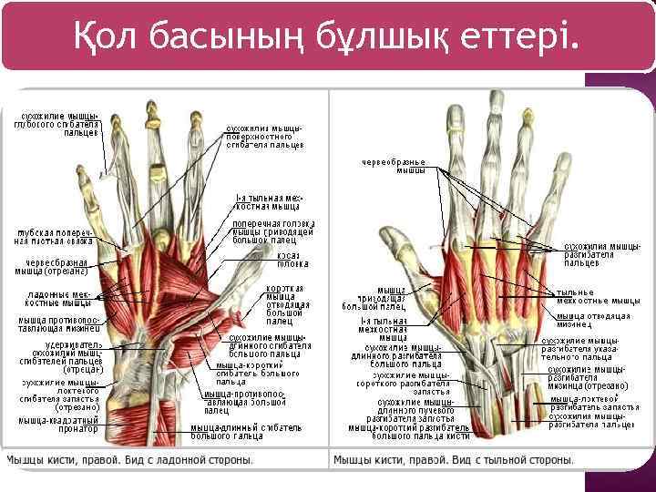 Қол басының бұлшық еттері. 