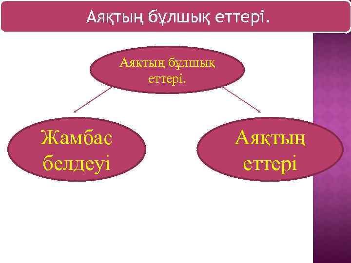 Аяқтың бұлшық еттері. Жамбас белдеуі Аяқтың еттері 