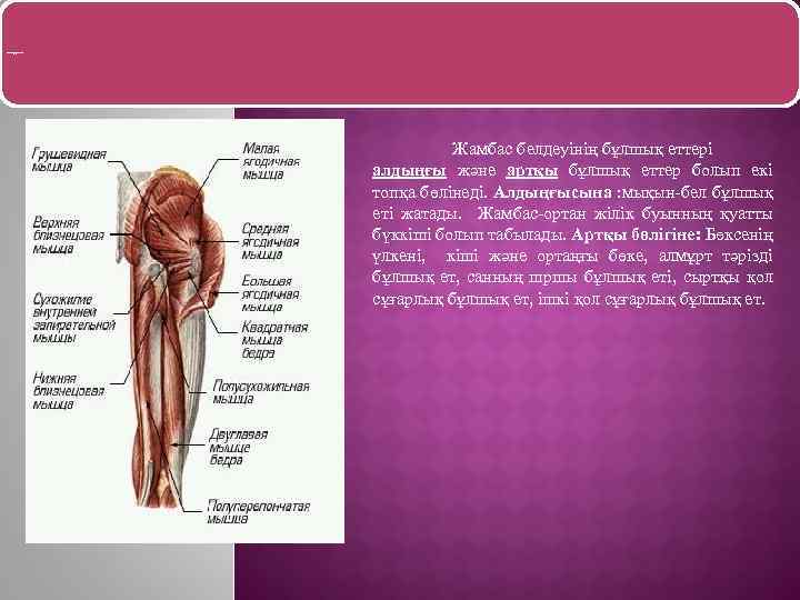 Жамбас белдеуіні бұлшық еті. ң Жамбас белдеуінің бұлшық еттері алдыңғы және артқы бұлшық еттер