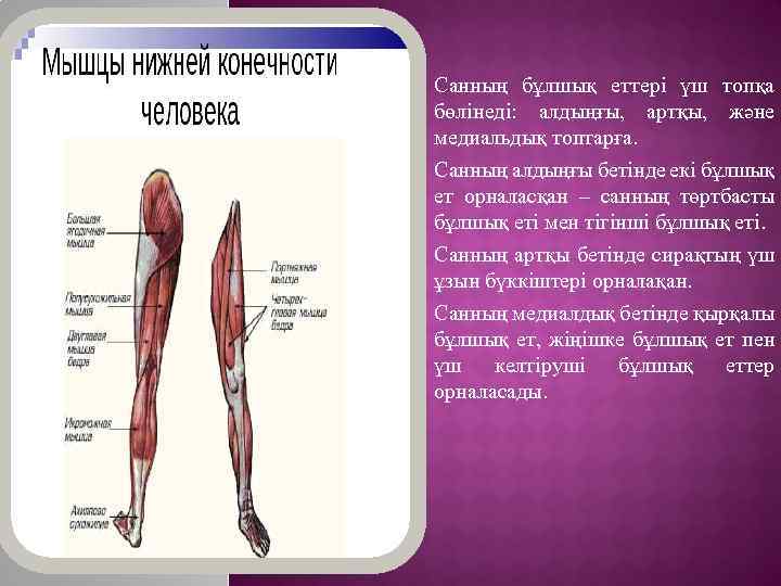 Санның бұлшық еттері үш топқа бөлінеді: алдыңғы, артқы, және медиальдық топтарға. Санның алдыңғы бетінде