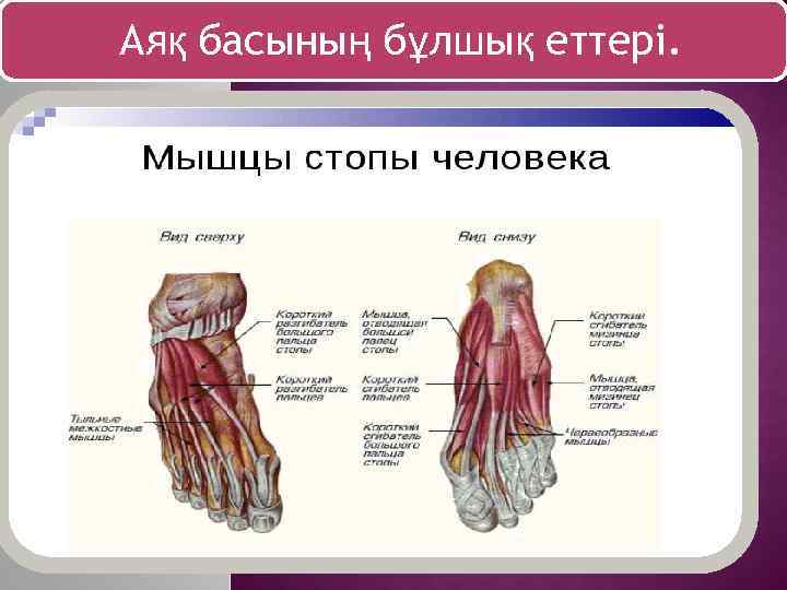 Аяқ басының бұлшық еттері. 