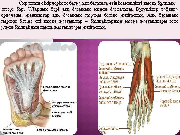 Сирақтың сіңірлерінен басқа аяқ басында өзінің меншікті қысқа бұлшық еттері бар. ОЛардың бәрі аяқ