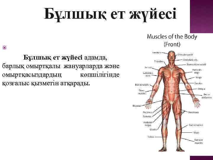 Бұлшық ет жүйесі адамда, барлық омыртқалы жануарларда және омыртқасыздардың көпшілігінде қозғалыс қызметін атқарады. 