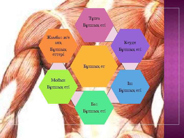 Тұлға Бұлшық еті Жамбас ж/е аяқ Бұлшық еттері Кеуде Бұлшық еті Бұлшық ет Мойын