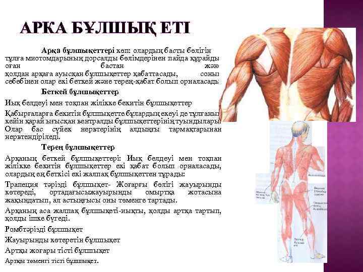 АРКА БҰЛШЫҚ ЕТІ Арқа бұлшықеттері көп: олардың басты бөлігін тұлға миотомдарының дорсалды бөлімдерінен пайда