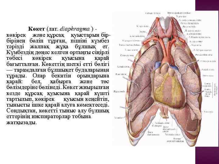 Көкет (лат. diaphragma ) - көкірек және құрсақ қуыстарын бірбірінен бөліп тұрған, пішіні күмбез