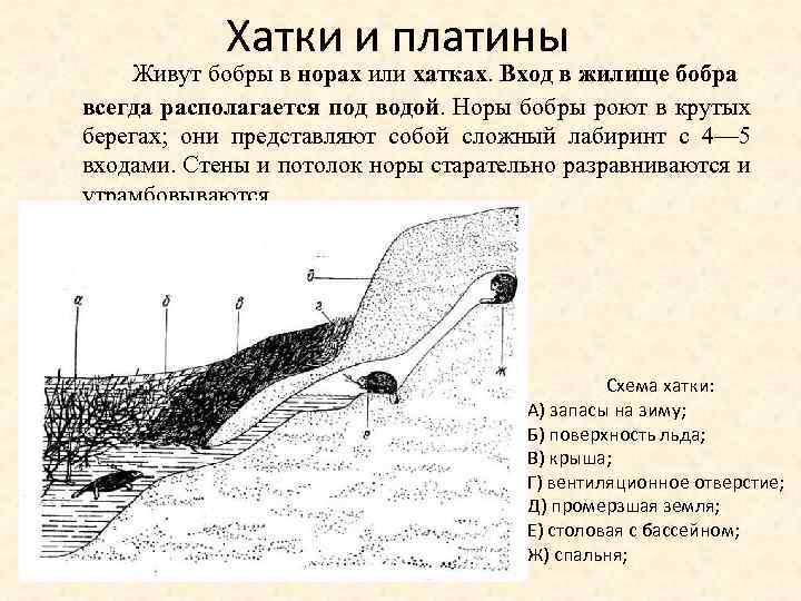 Хатки и платины Живут бобры в норах или хатках. Вход в жилище бобра всегда