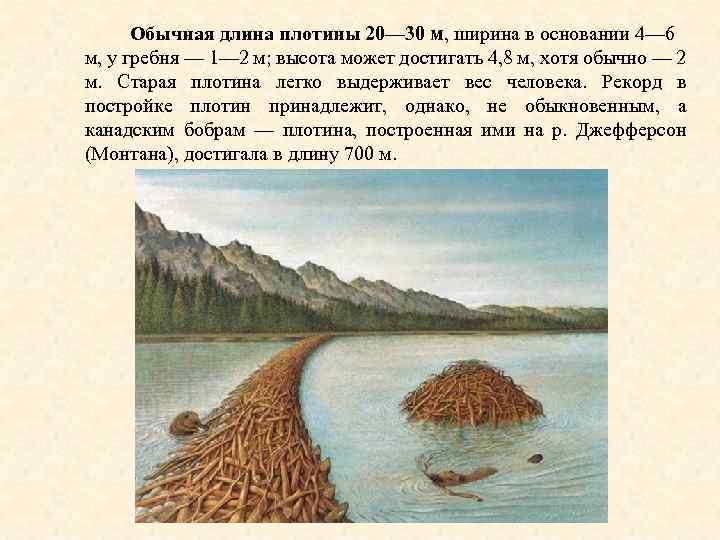 Обычная длина плотины 20— 30 м, ширина в основании 4— 6 м, у гребня