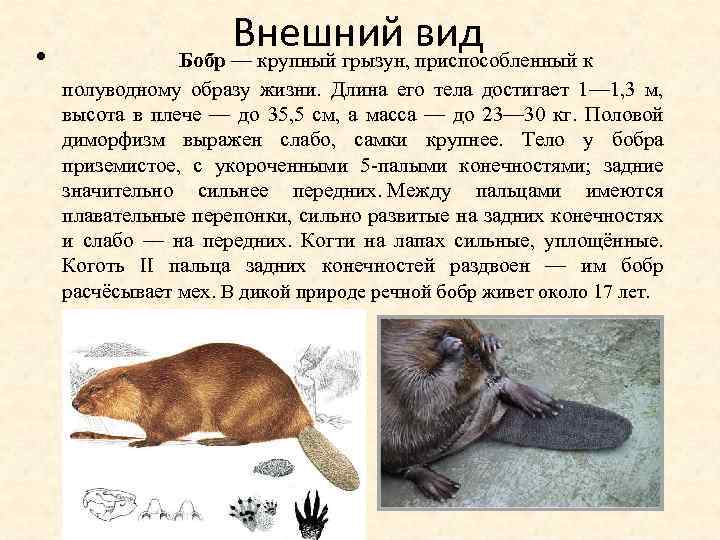  • Внешний вид Бобр — крупный грызун, приспособленный к полуводному образу жизни. Длина