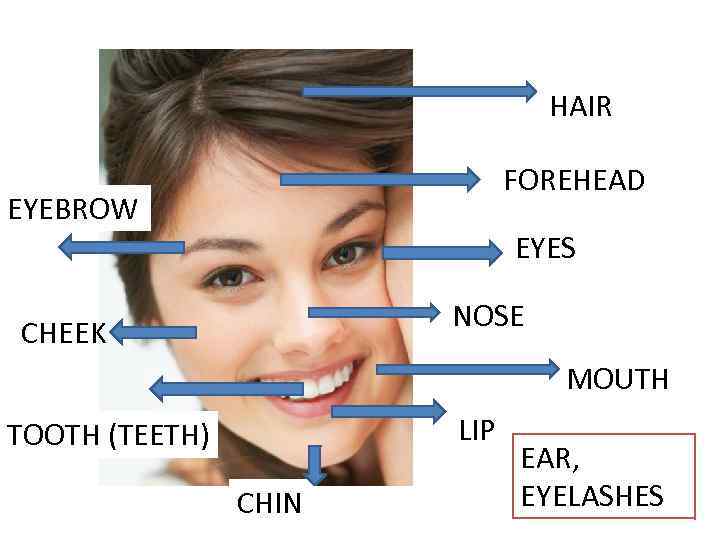 HAIR FOREHEAD EYEBROW EYES NOSE CHEEK MOUTH LIP TOOTH (TEETH) CHIN EAR, EYELASHES 