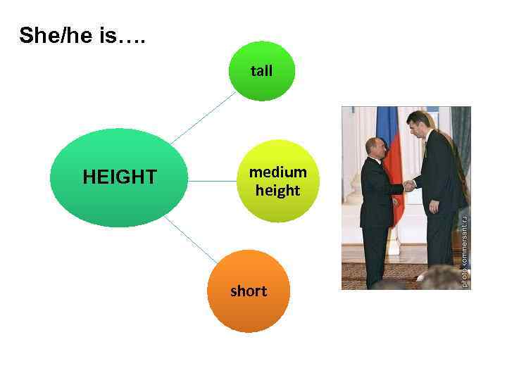 She/he is…. tall HEIGHT medium height short 