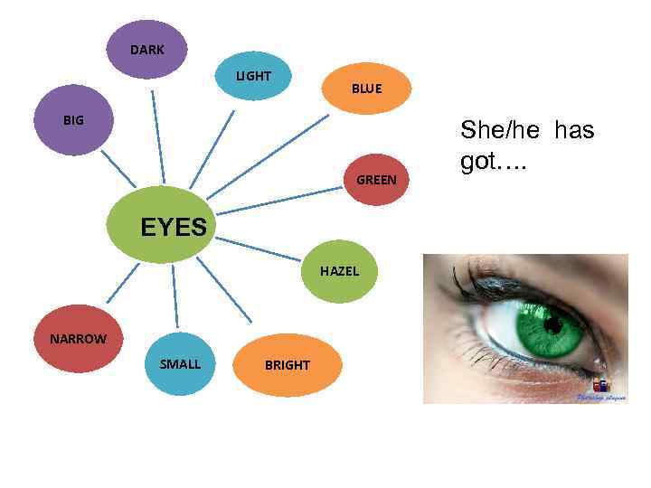 DARK LIGHT BLUE BIG GREEN EYES HAZEL NARROW SMALL BRIGHT She/he has got…. 